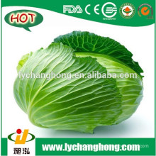 [Hot Sale] Cabbage/red cabbage